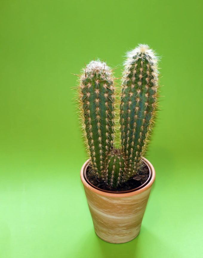 Cactussen in huis